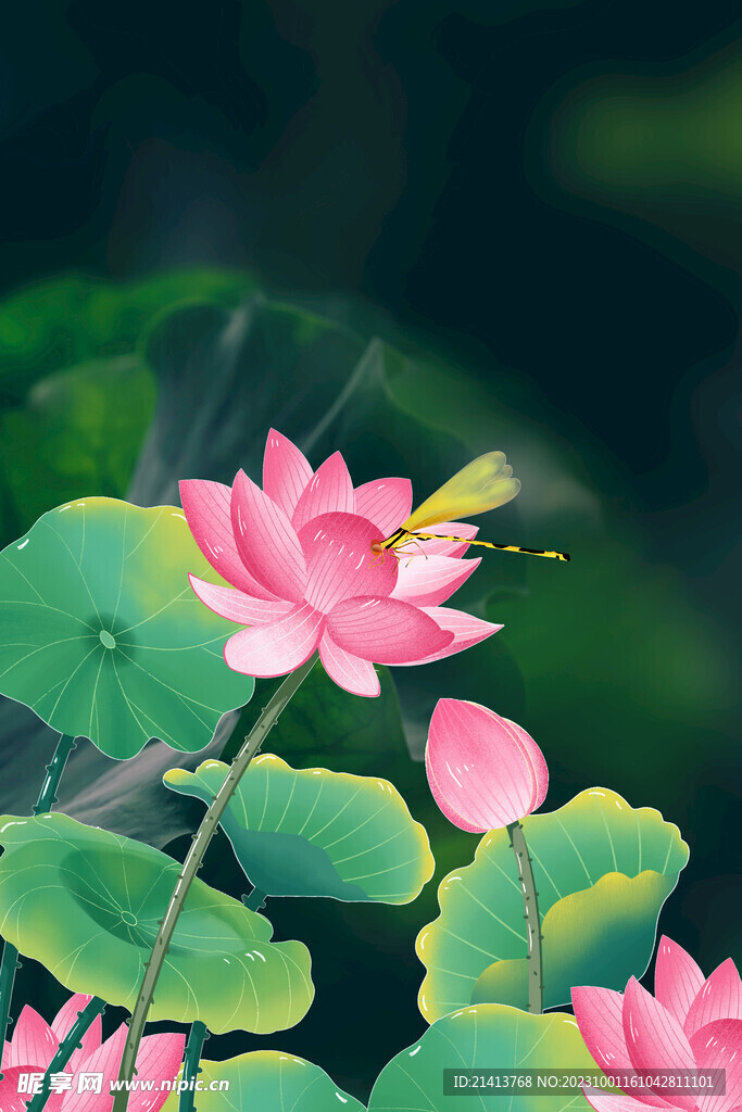 荷花蓮花荷葉 
