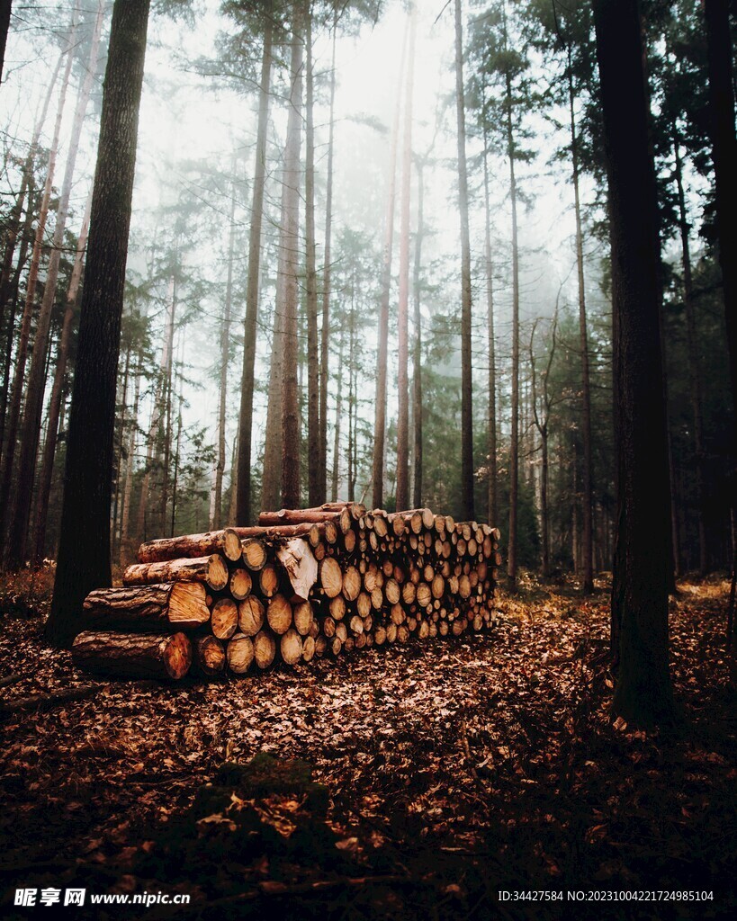 树林和木材
