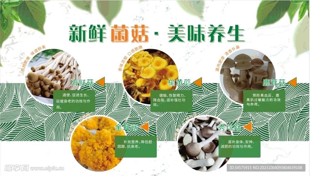菌菇介紹背景墻