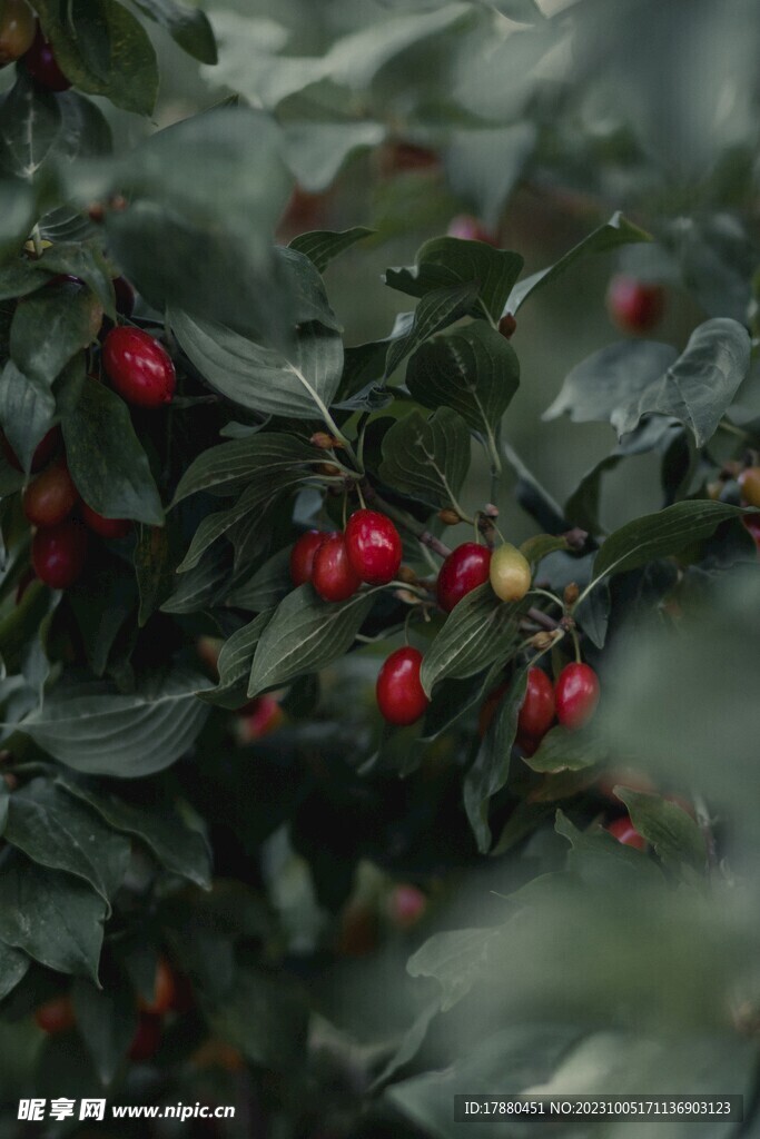 山茱萸