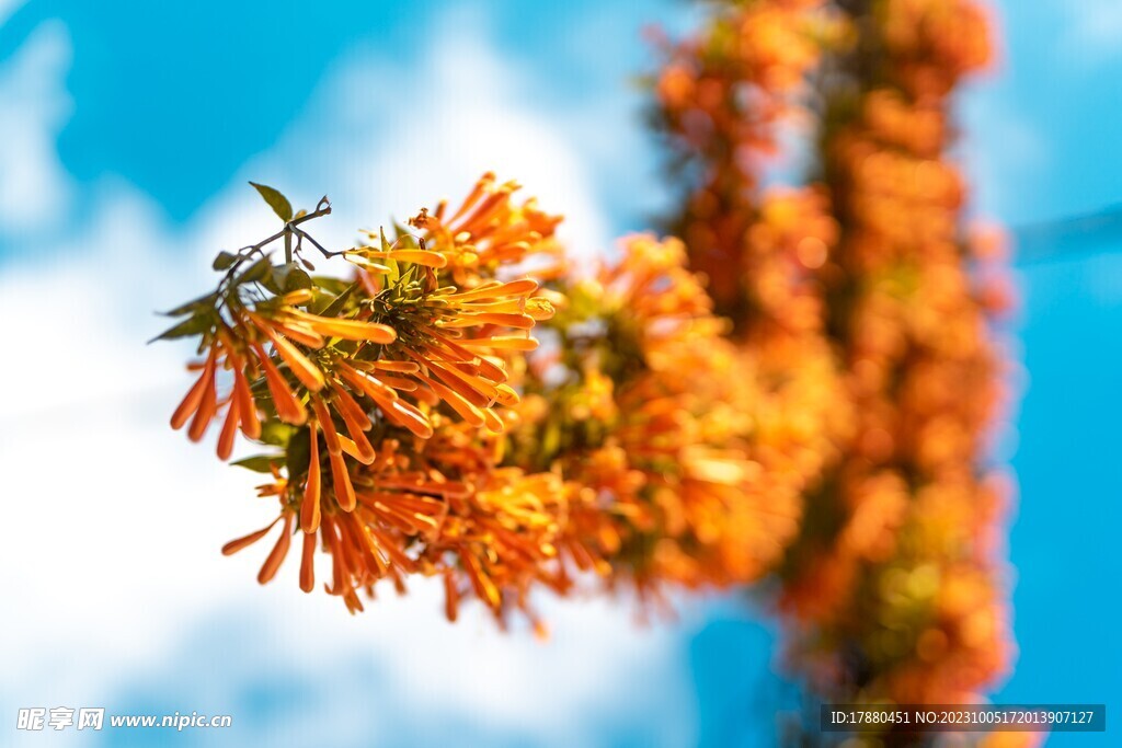 蝦子花