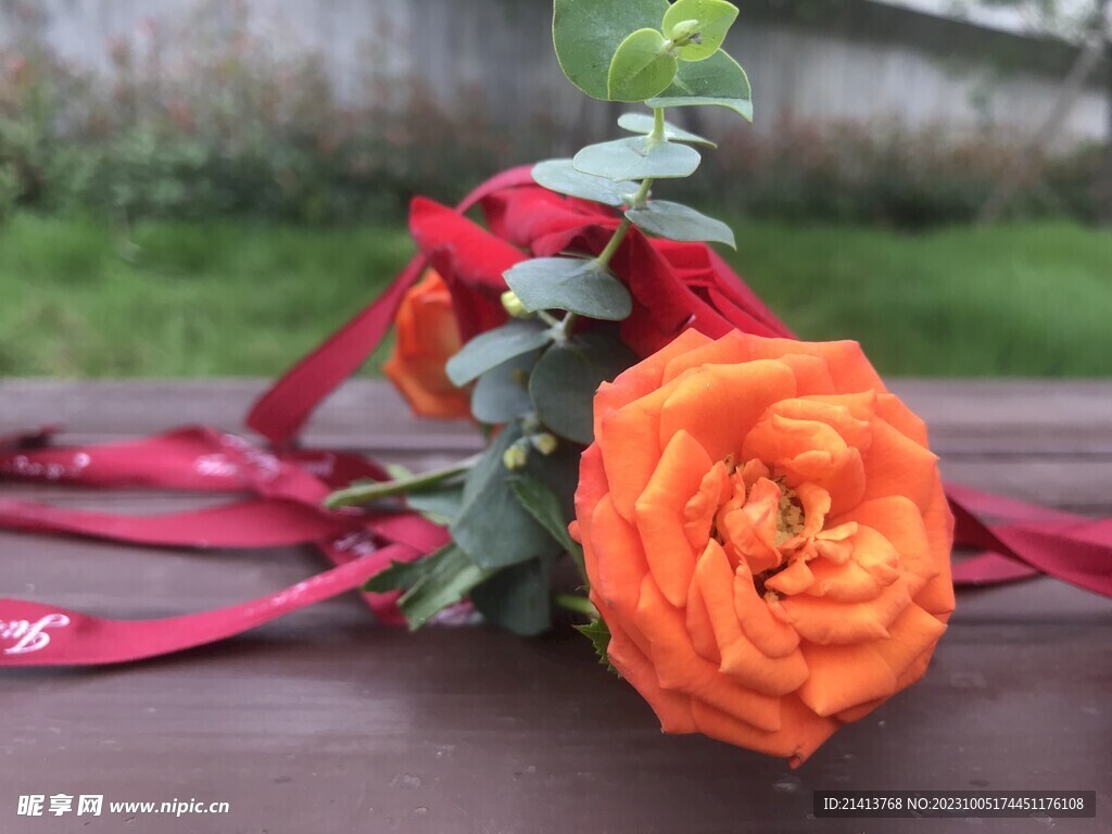 玫瑰花朵花卉