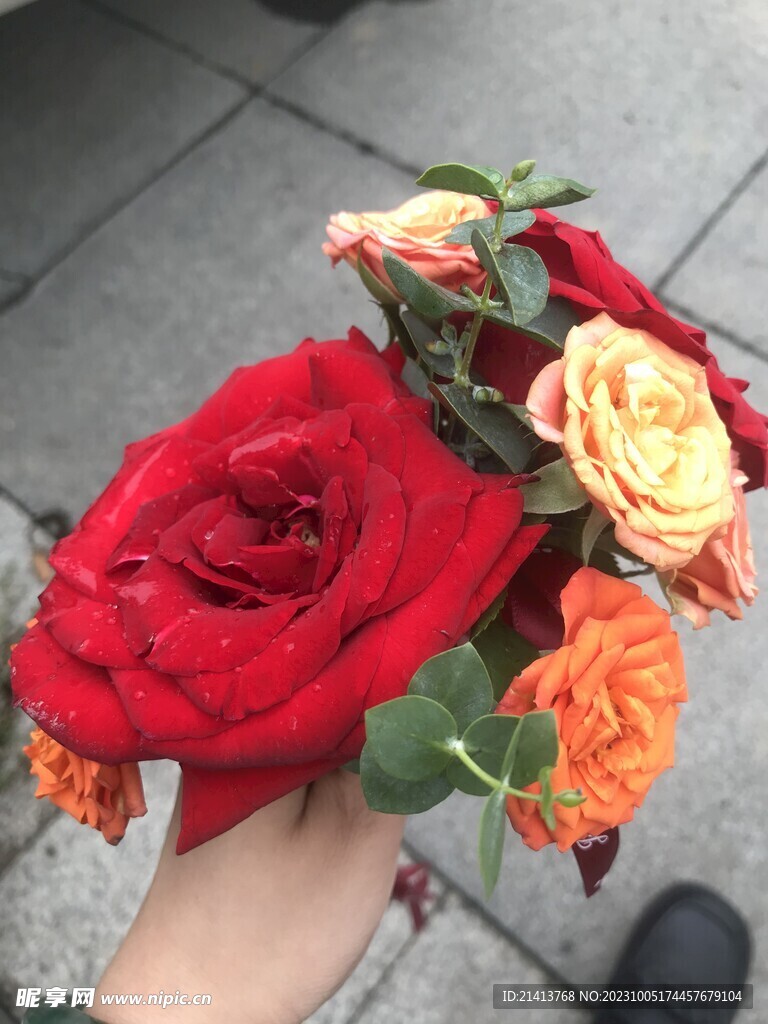玫瑰花朵花卉