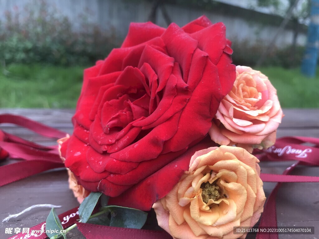 玫瑰花朵花卉