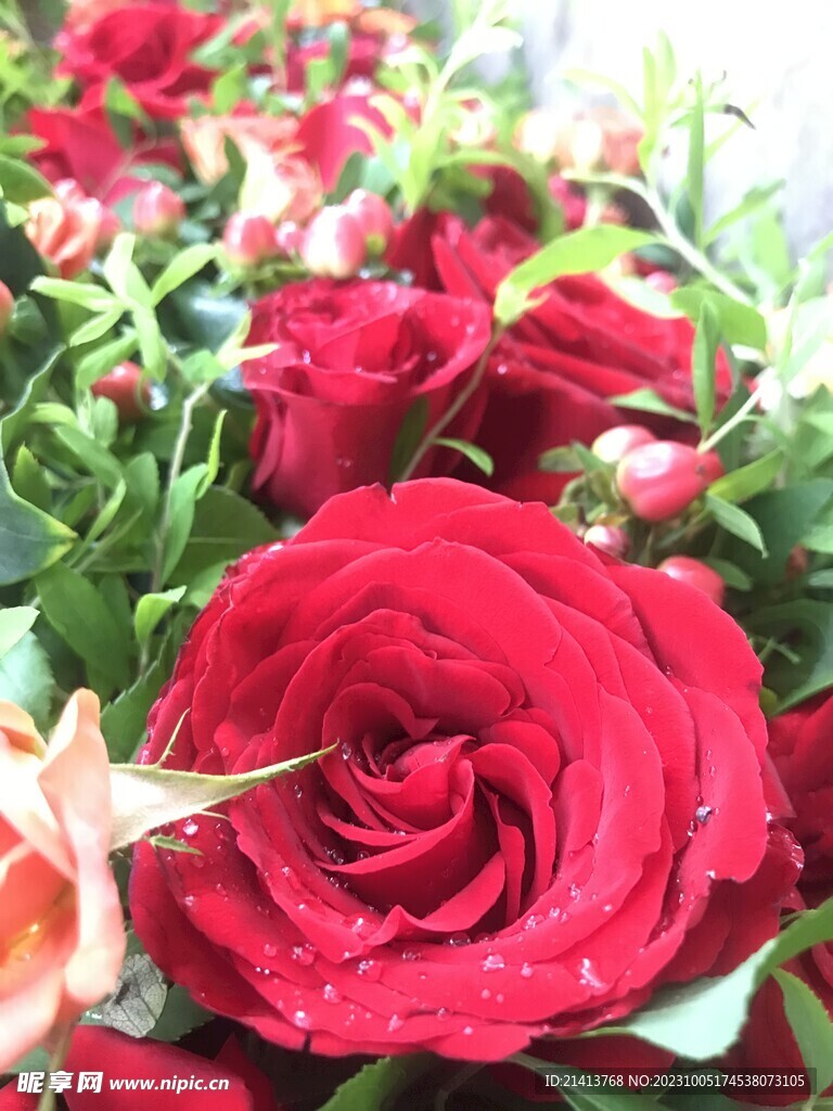 玫瑰花朵花卉 