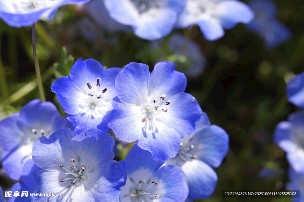 藍(lán)色鮮花