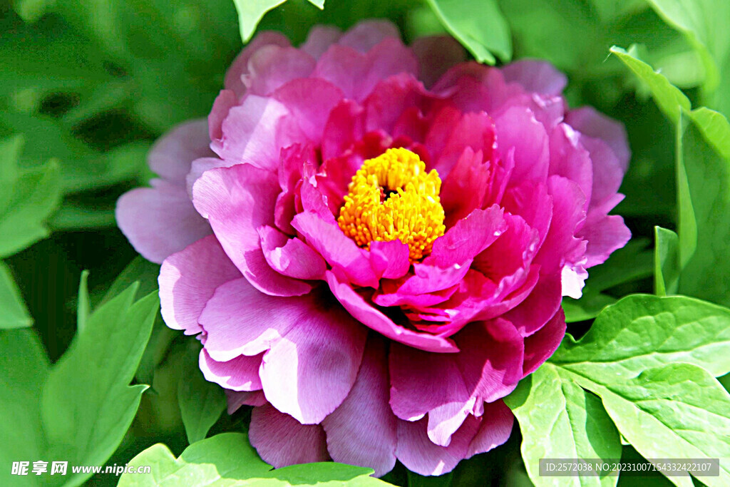 牡丹花開