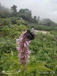 土蜂采蜜花