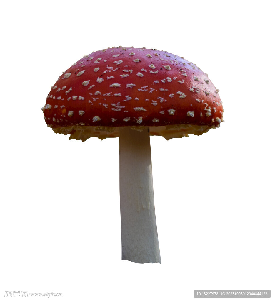 蘑菇
