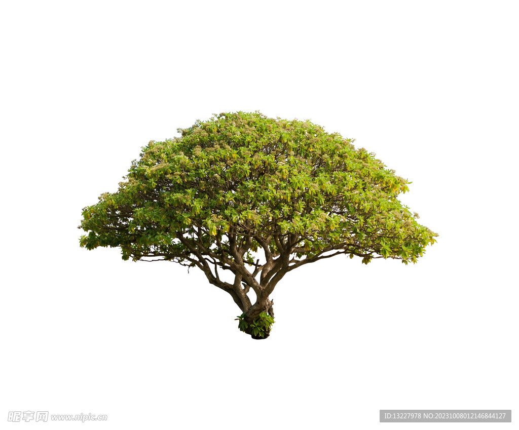 綠植
