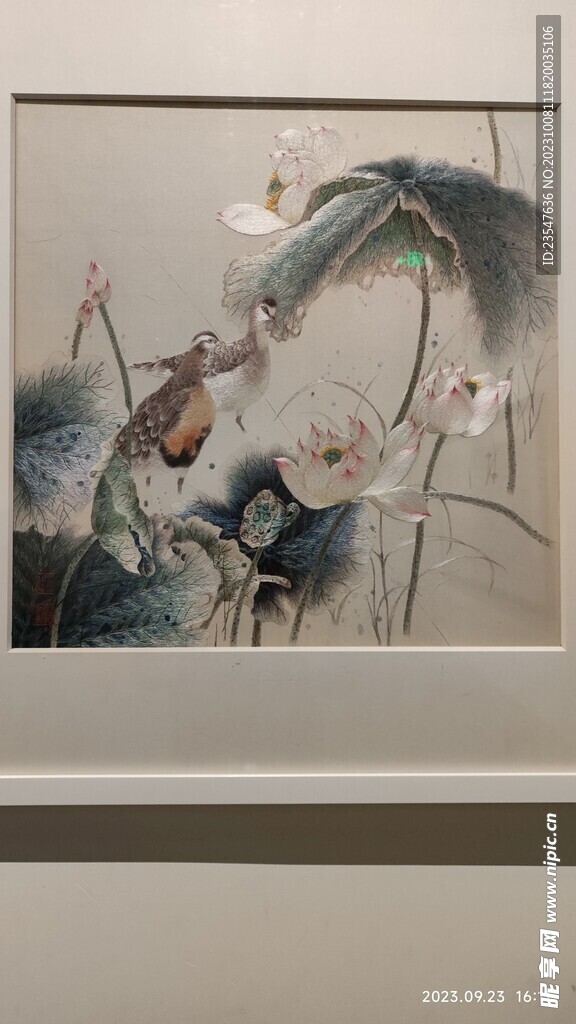 荷花