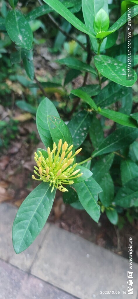 隨拍小花