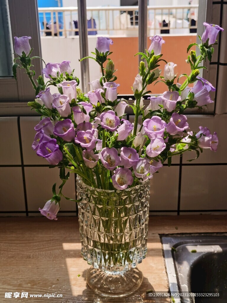 藍風鈴花