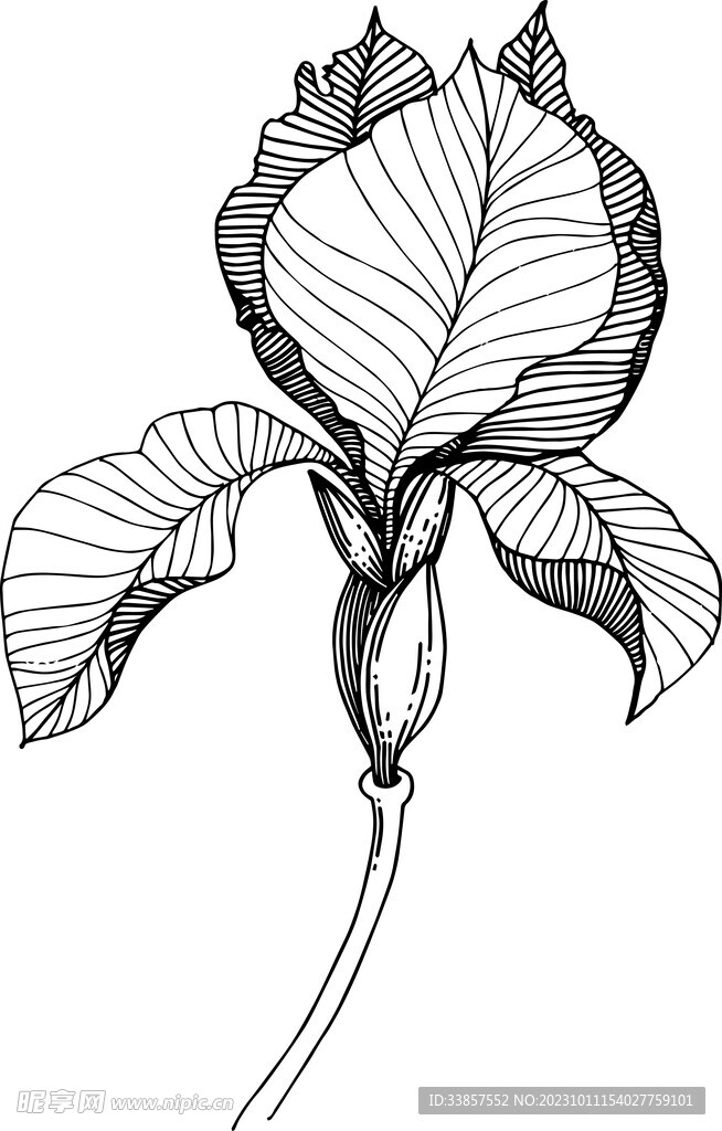 白描植物           