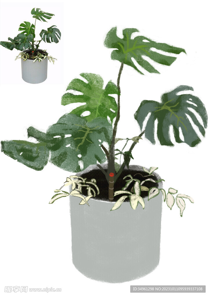 龜背竹插畫
