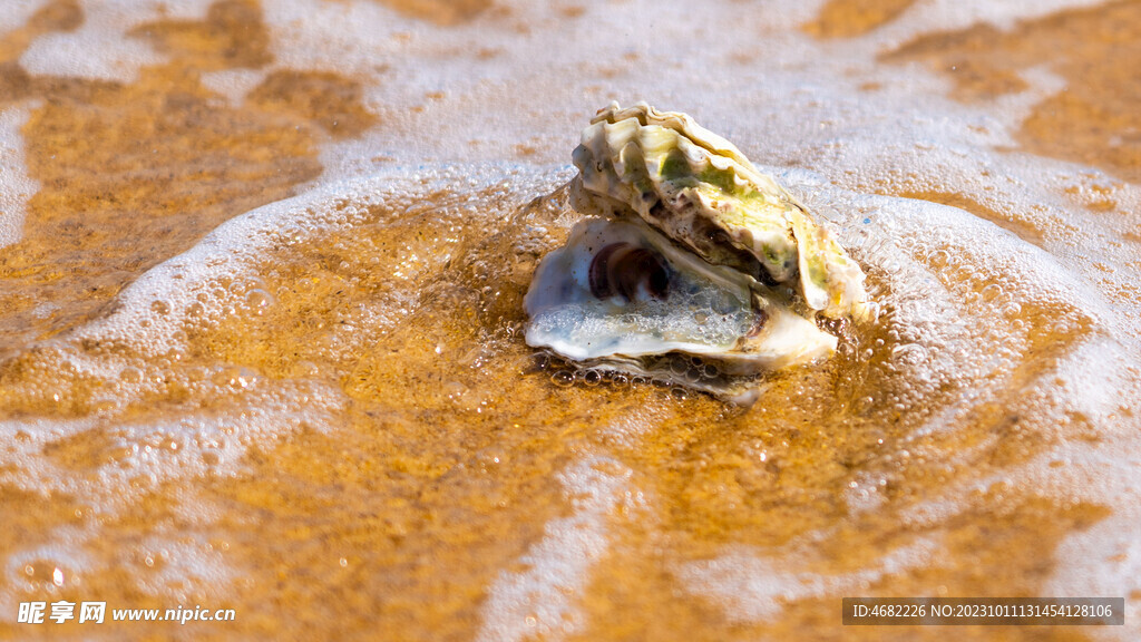 山东威海东浦湾沙滩海浪牡蛎壳