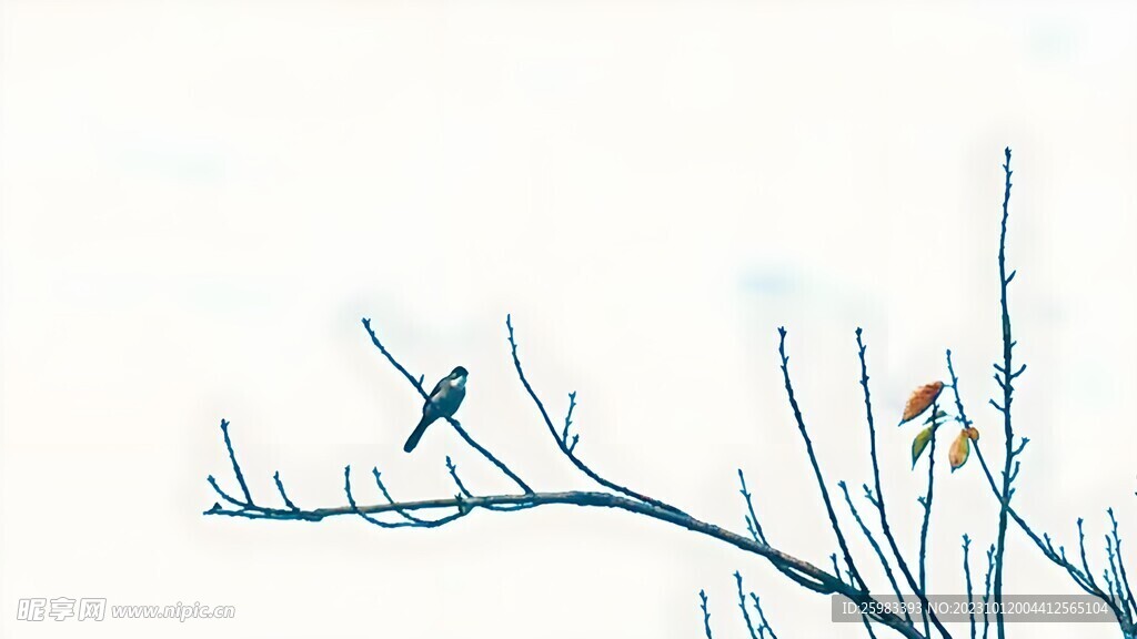 树枝上的鸟