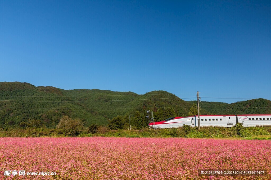 花田上的列車