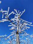 雪树 雪景  自然景观 冰柱
