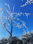 雪树 雪景  自然景观 冰柱