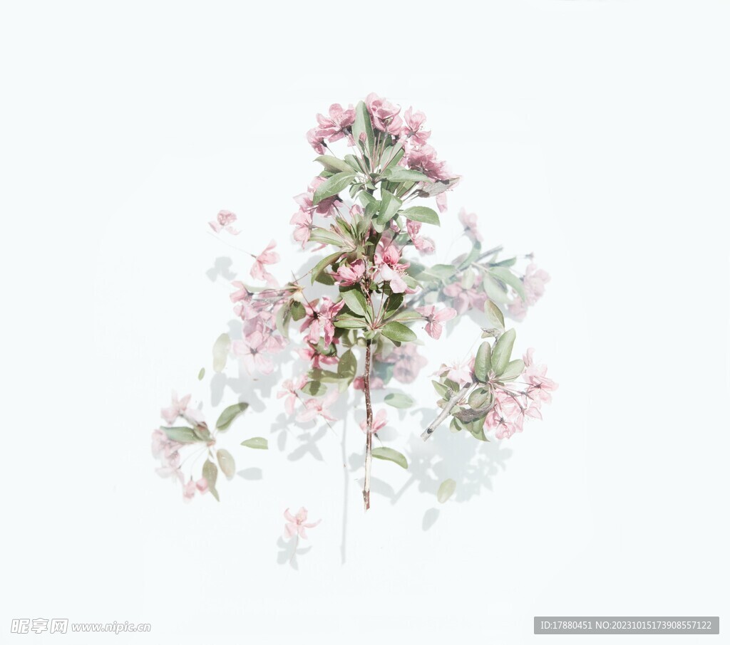 清新淡雅花