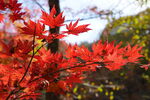 秋天本溪枫叶红叶