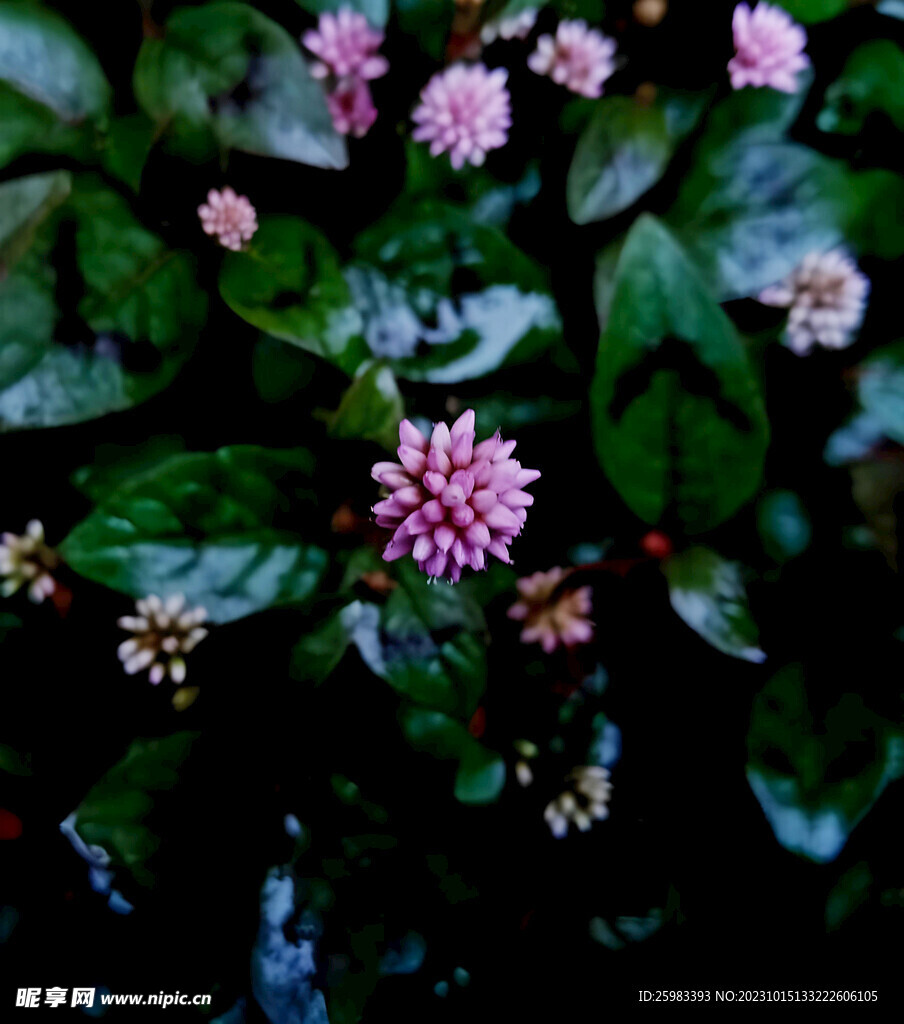 頭花蓼