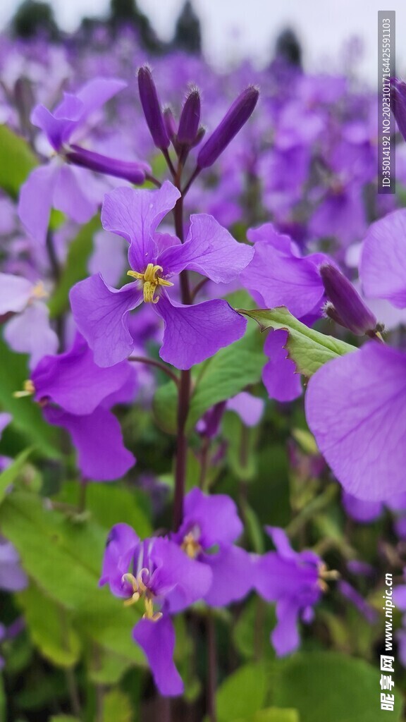 紫色的小花
