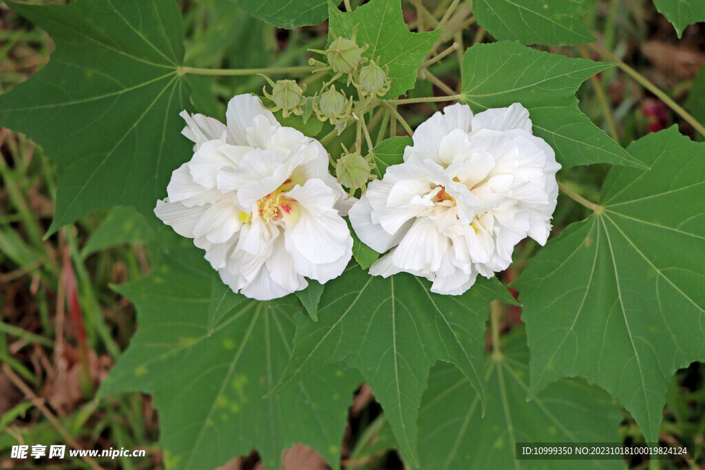 木芙蓉