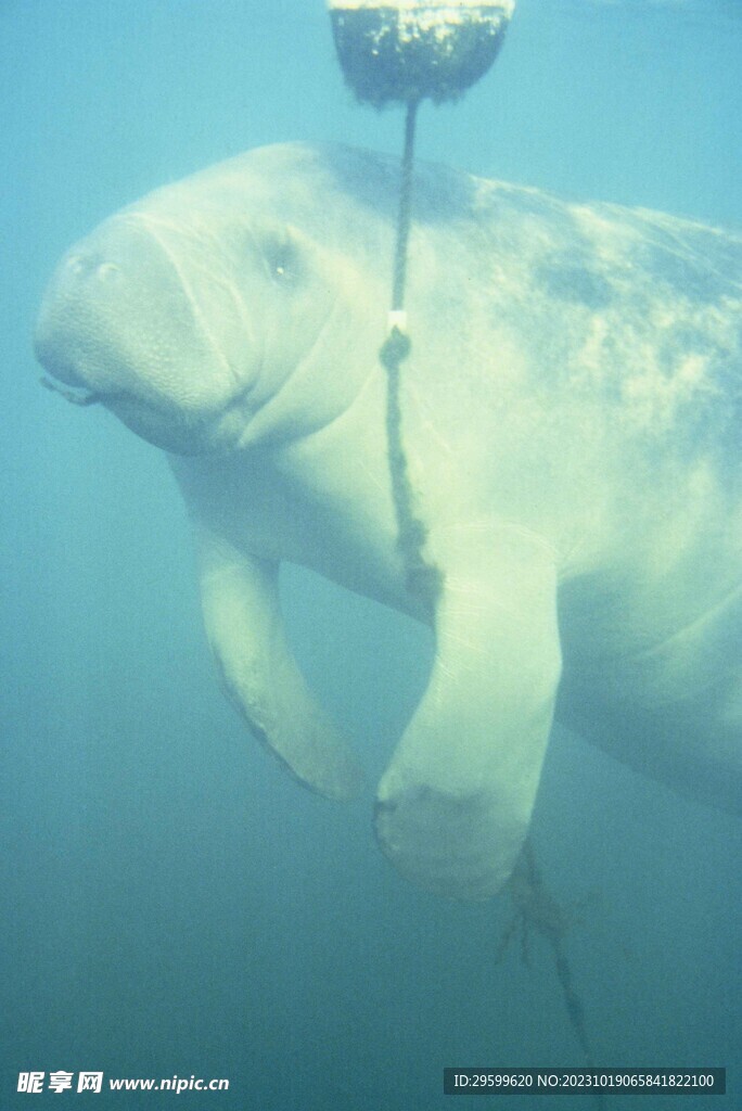海牛