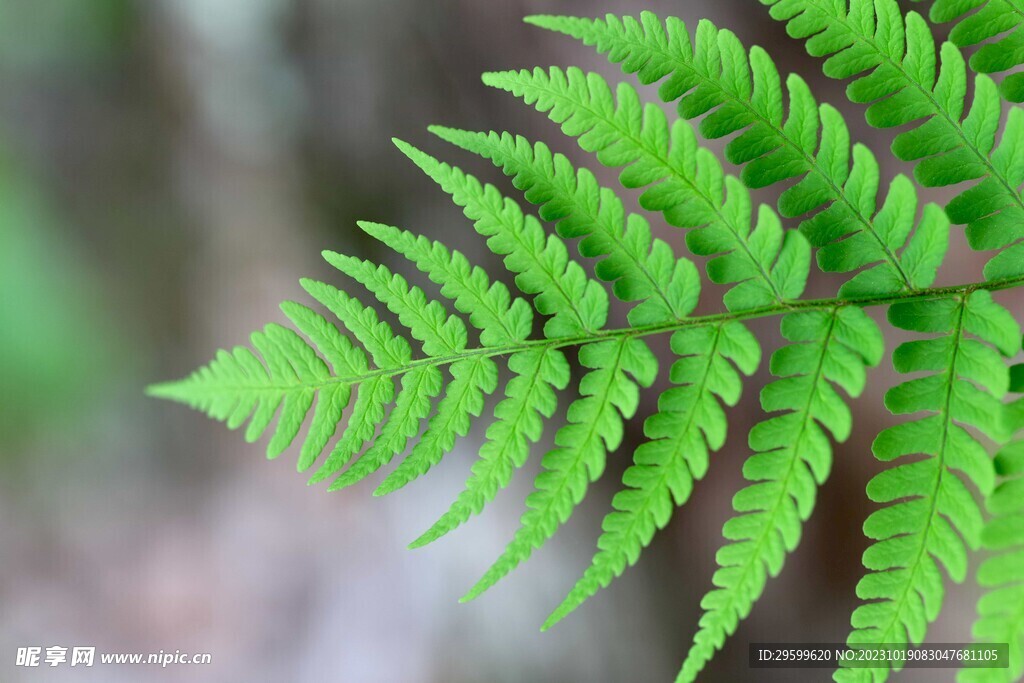 蕨類植物