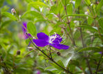 高清紫兰花