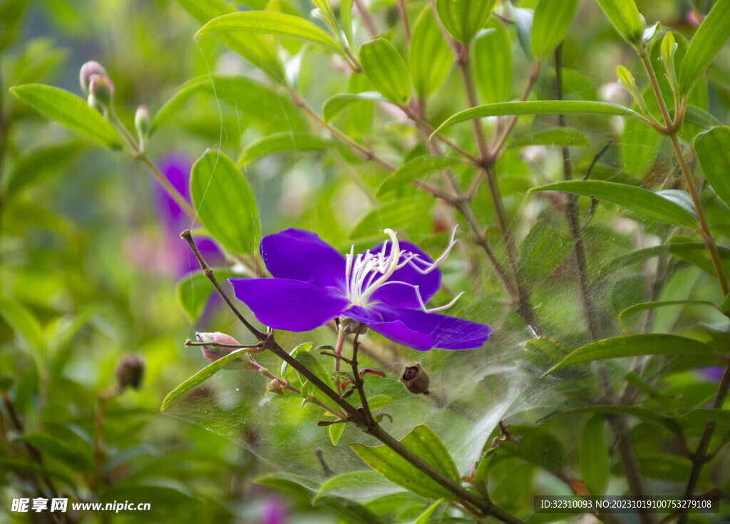 高清紫兰花