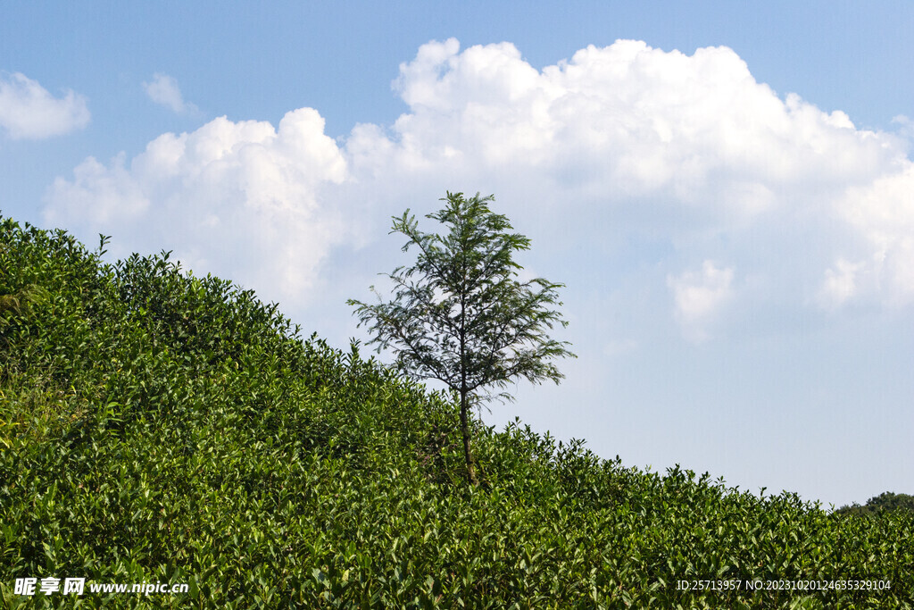 蓝天白云山坡绿树