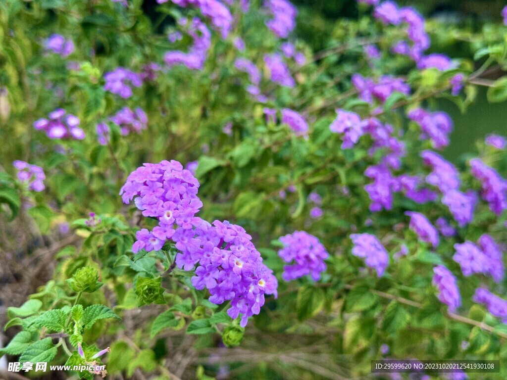 马樱丹