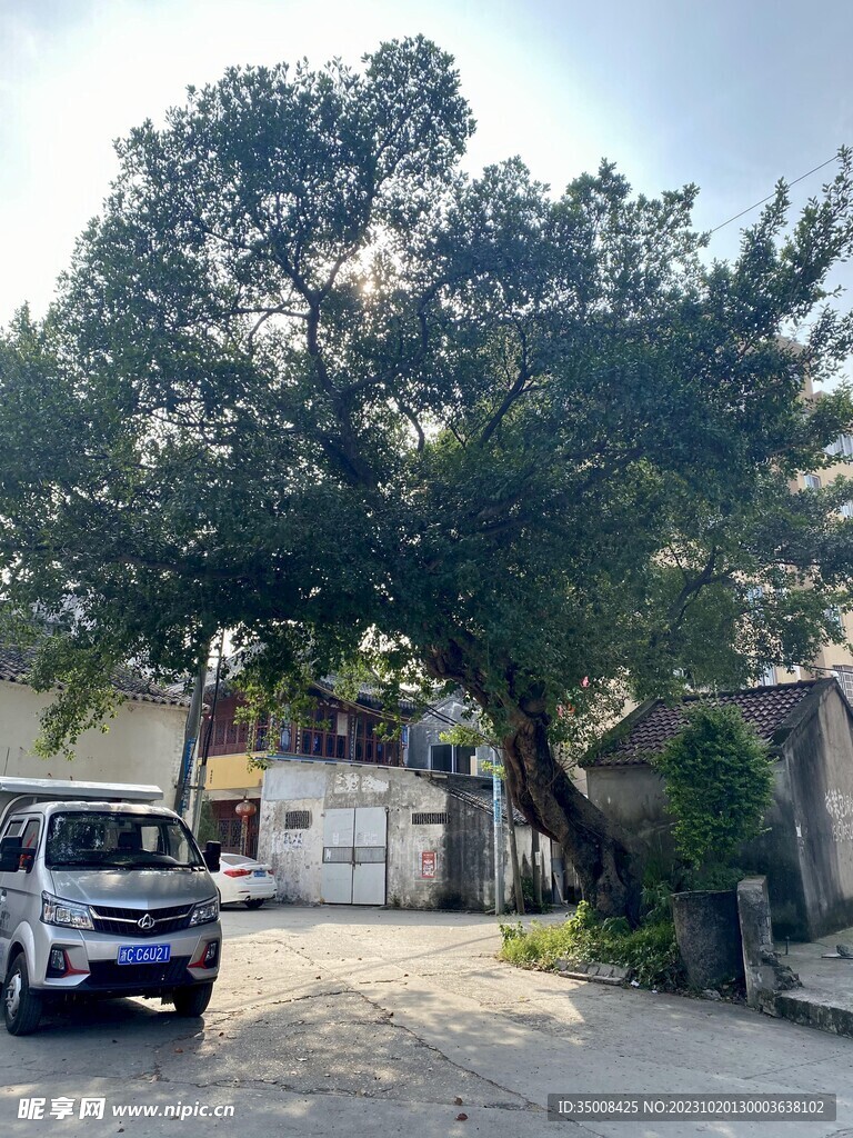 香樟树 大树
