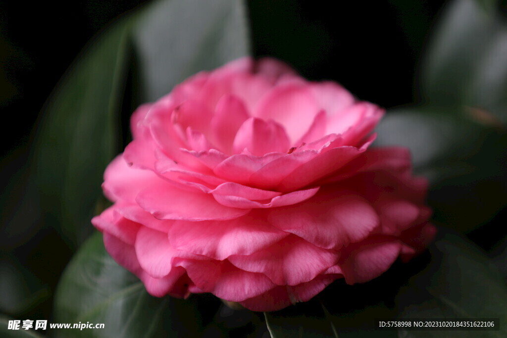盛开的粉色茶花