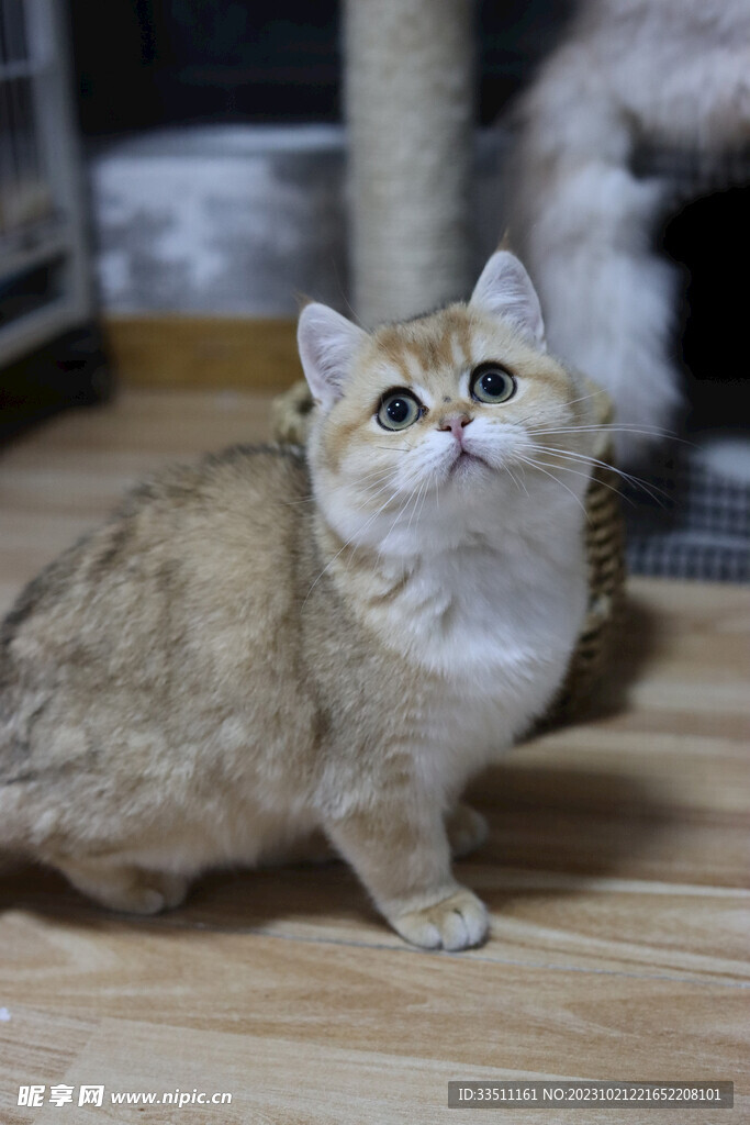 寵物貓咪