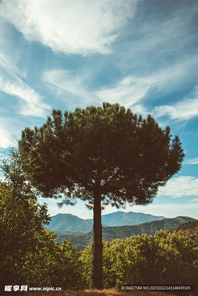 樹木素材