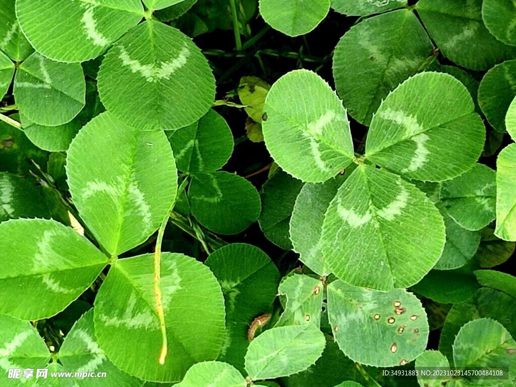 三葉草