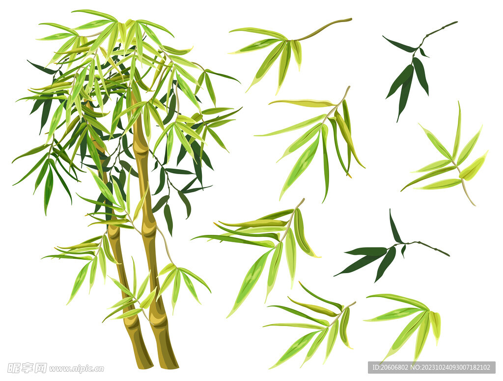 竹葉竹子手繪插畫
