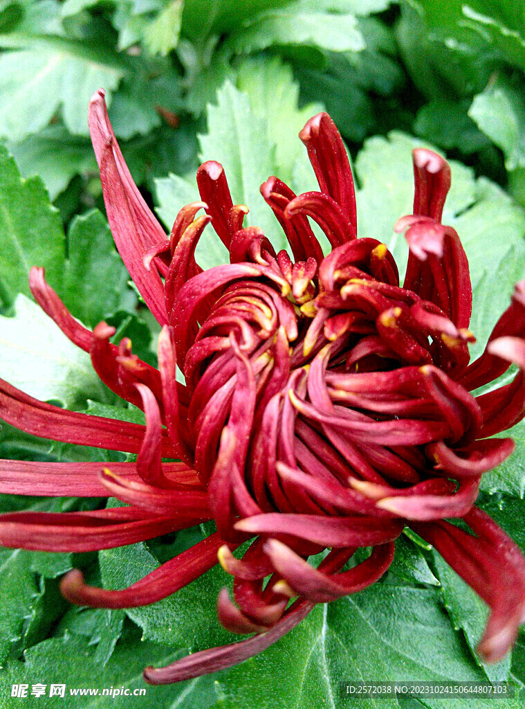 芳香菊花