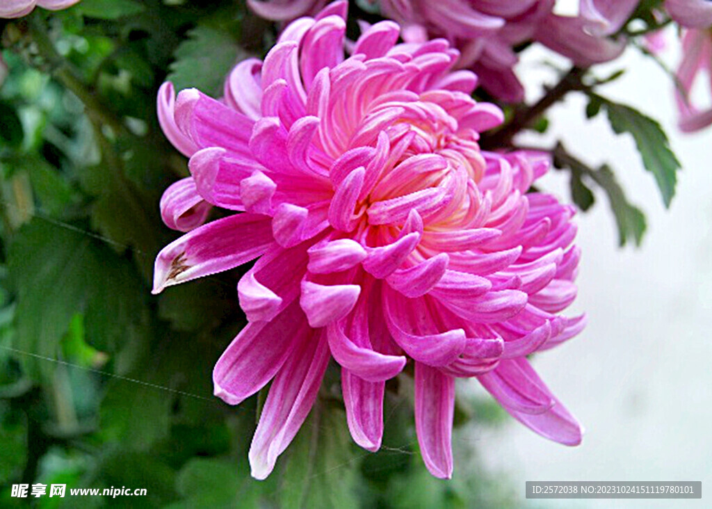 芳香菊花