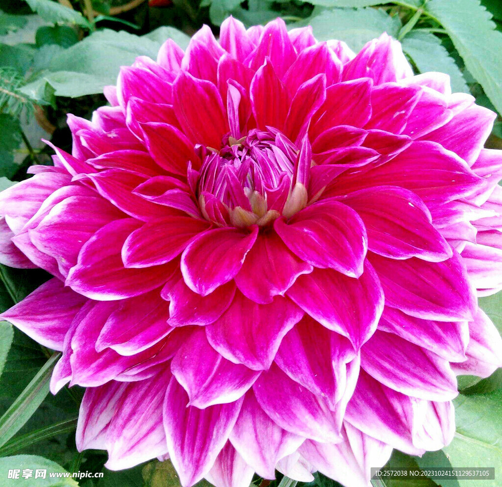 芳香菊花
