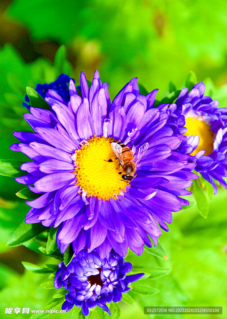 芳香菊花