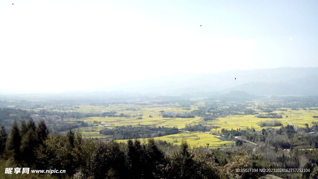 田野