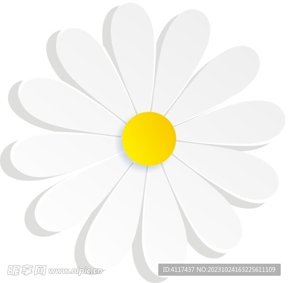  白菊