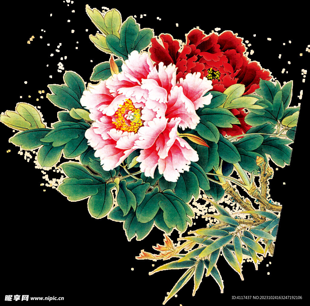 牡丹花