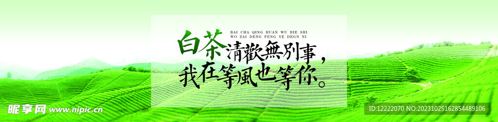 白茶