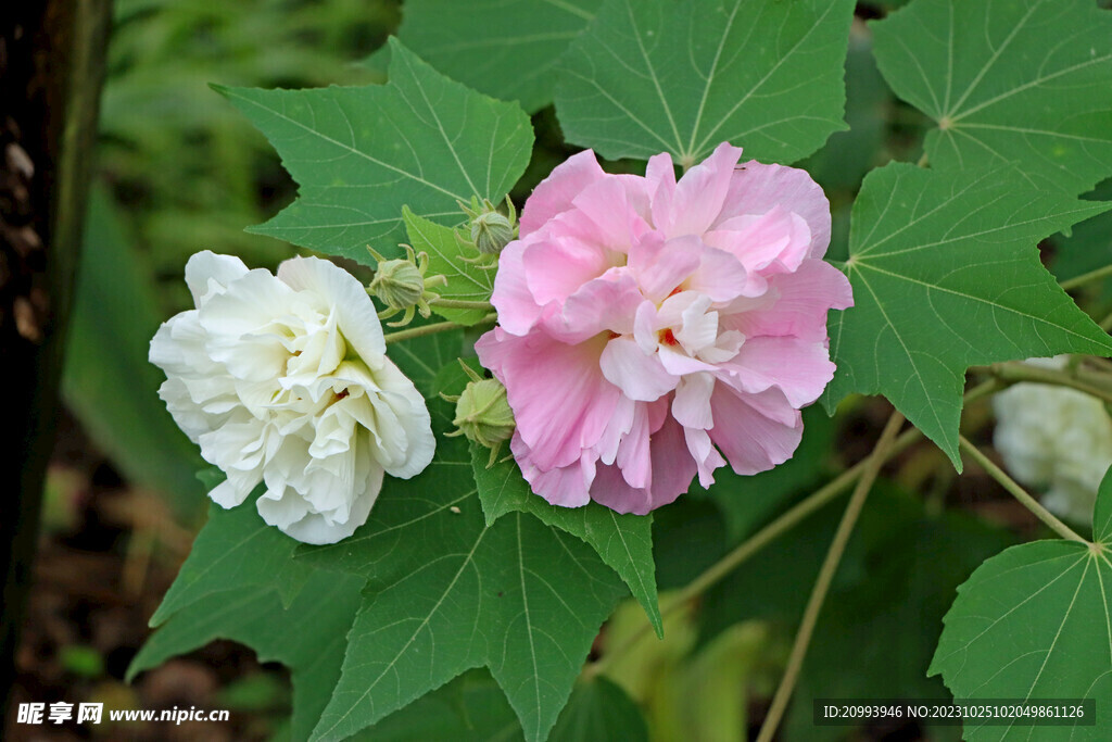 粉色木芙蓉花